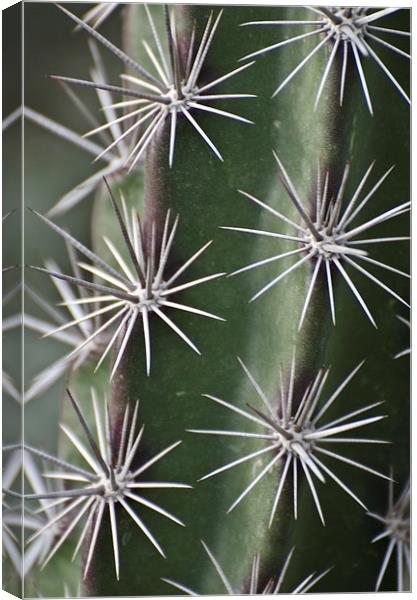 Cactus Galaxy Canvas Print by Jean Booth
