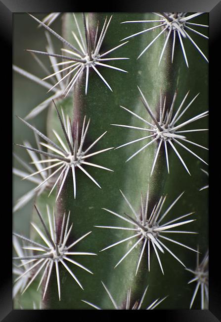 Cactus Galaxy Framed Print by Jean Booth