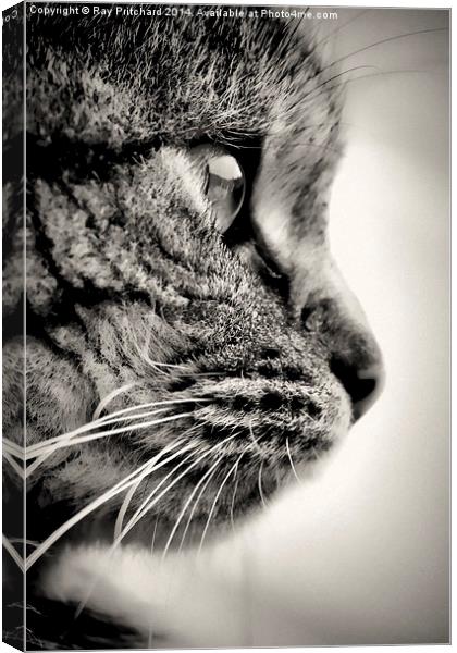 Here Kitty Canvas Print by Ray Pritchard