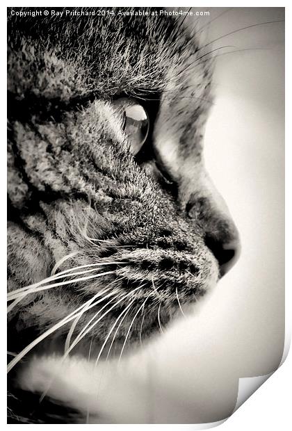 Here Kitty Print by Ray Pritchard