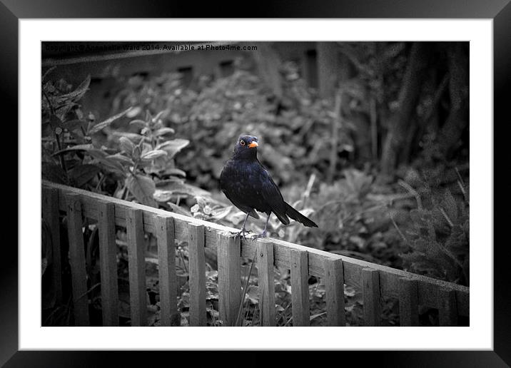 Mr Curious, the Blackbird. Framed Mounted Print by Annabelle Ward