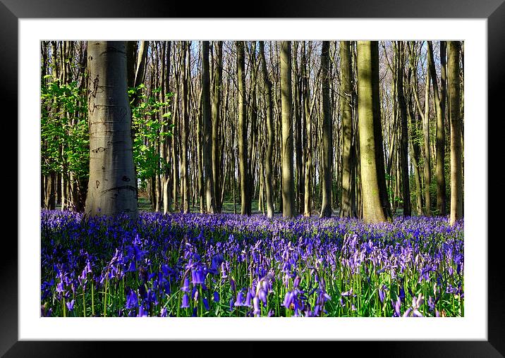 Bluebells 2 Framed Mounted Print by Paula Palmer canvas