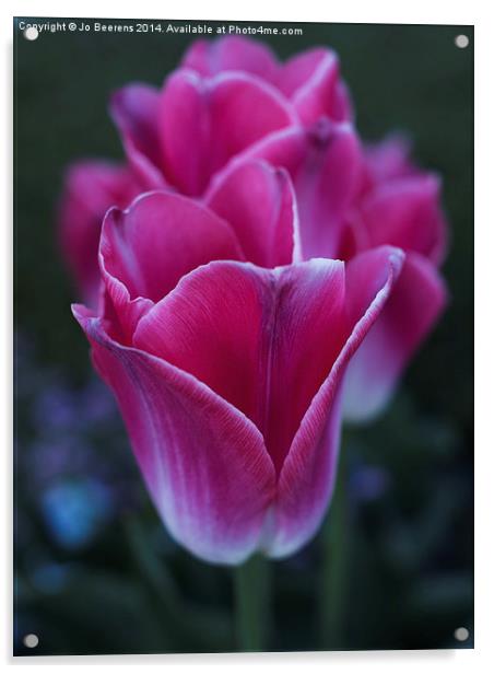 row of tulips Acrylic by Jo Beerens
