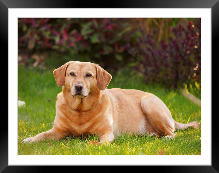 Labrador enjoying the sun Framed Mounted Print by Tommy Dickson