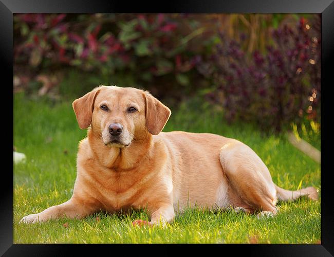 Labrador enjoying the sun Framed Print by Tommy Dickson