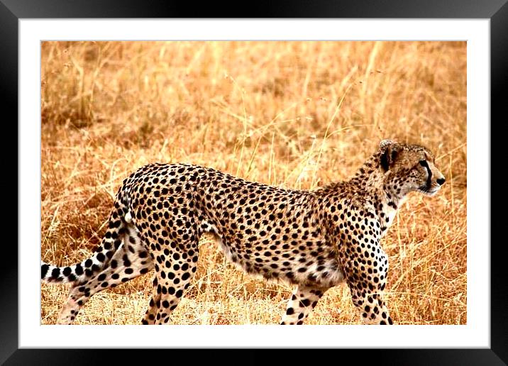 Cheetah on the prowl Framed Mounted Print by Sarah Magee