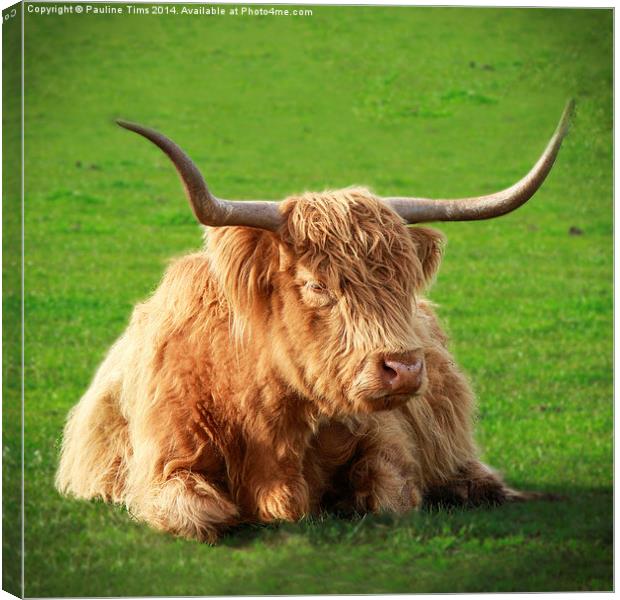 Highland Cow Canvas Print by Pauline Tims