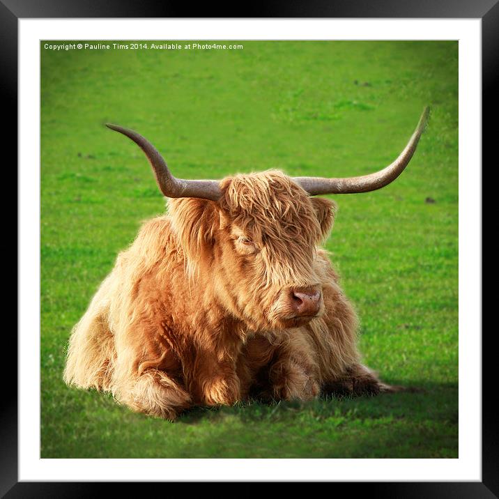 Highland Cow Framed Mounted Print by Pauline Tims