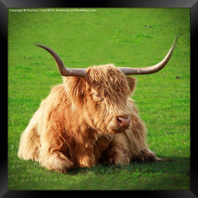Highland Cow Framed Print by Pauline Tims