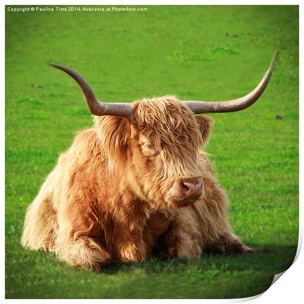 Highland Cow Print by Pauline Tims
