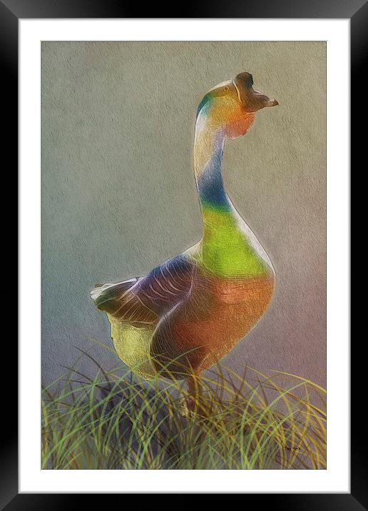 A Goose Of Many Colors Framed Mounted Print by Tom York