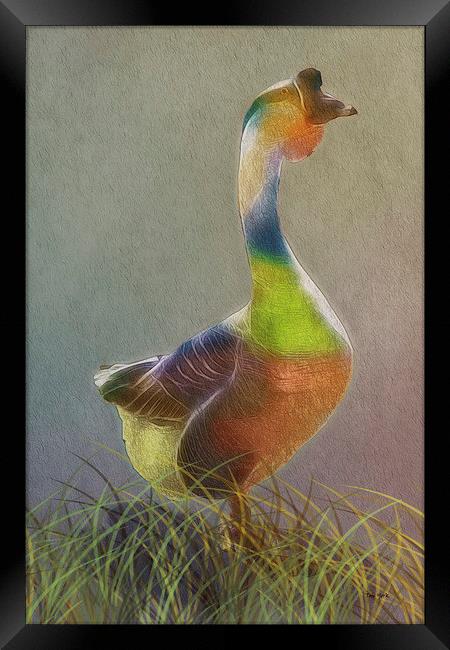 A Goose Of Many Colors Framed Print by Tom York