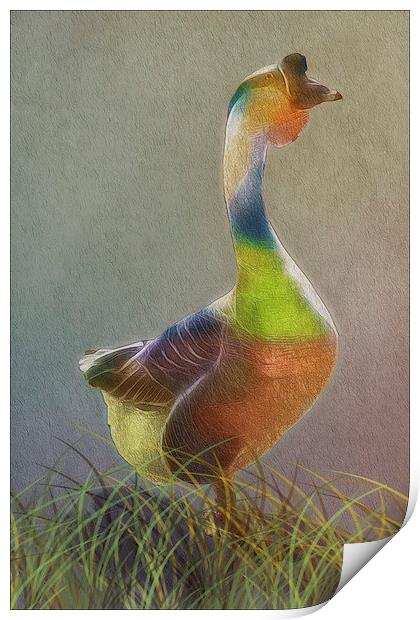 A Goose Of Many Colors Print by Tom York