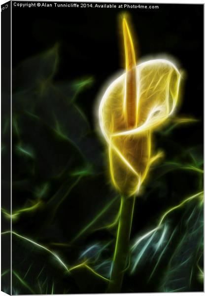 Arum Lily Canvas Print by Alan Tunnicliffe