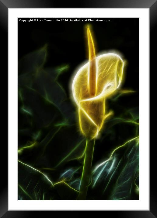 Arum Lily Framed Mounted Print by Alan Tunnicliffe