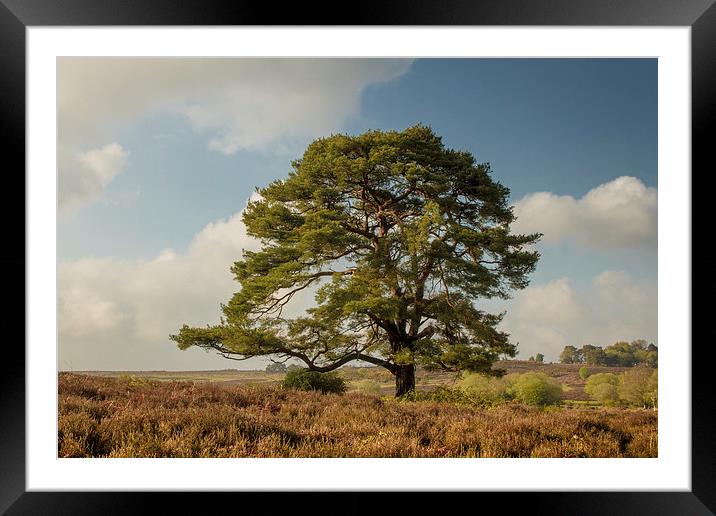 New Forest Landscape Framed Mounted Print by Ian Jones