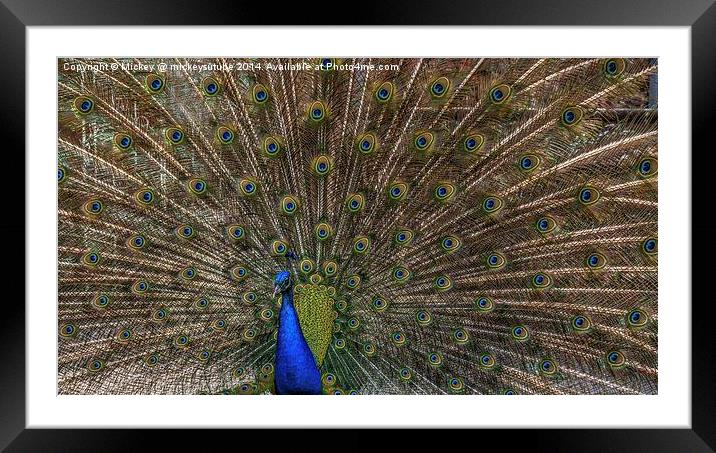 Peacock Framed Mounted Print by rawshutterbug 