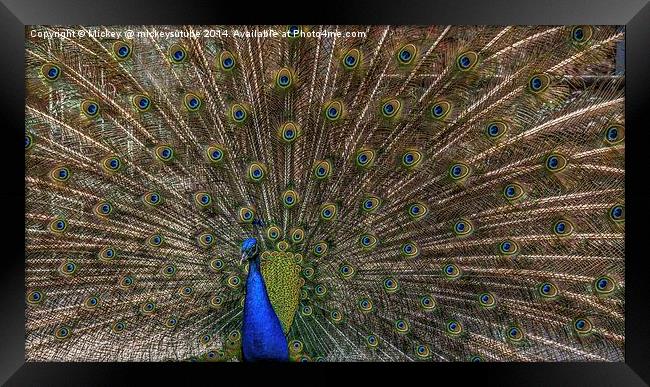 Peacock Framed Print by rawshutterbug 
