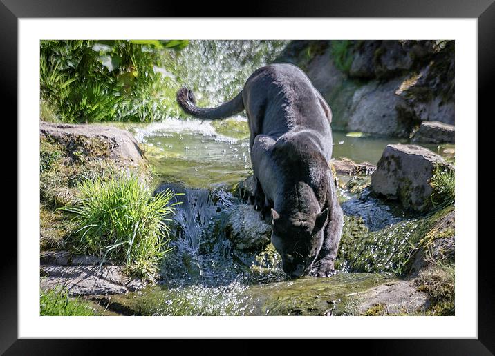 Black Jaguar Framed Mounted Print by Andy McGarry