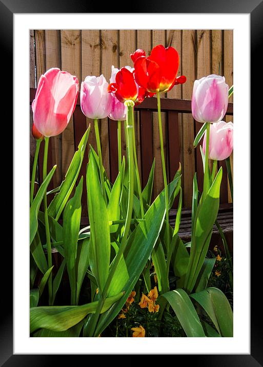 Tulips Framed Mounted Print by claire beevis