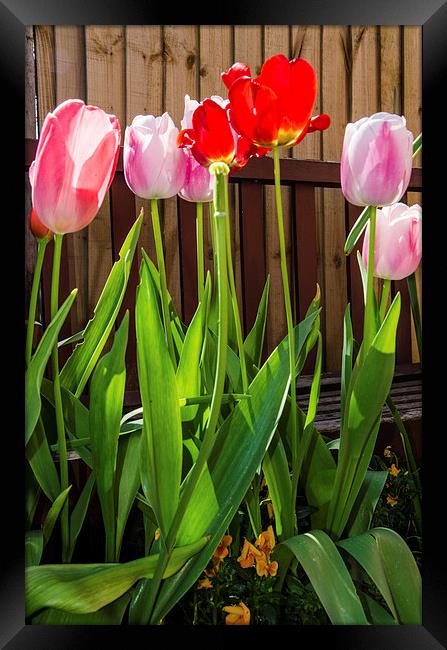Tulips Framed Print by claire beevis
