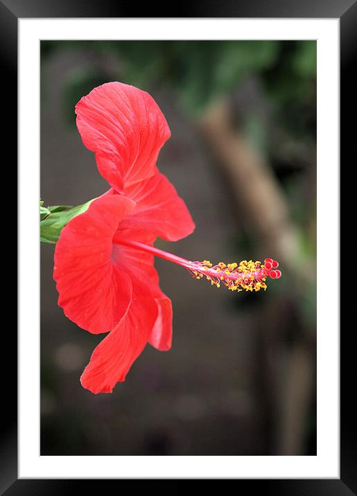 Red flower 2 Framed Mounted Print by Ruth Hallam