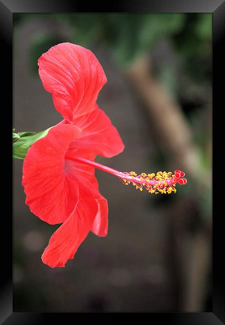 Red flower 2 Framed Print by Ruth Hallam