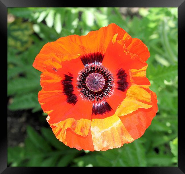 Red poppy Framed Print by Ruth Hallam