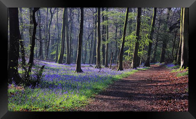 Bluebells in Spring Woodlands Framed Print by Ceri Jones