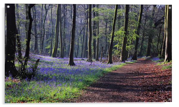 Bluebells in Spring Woodlands Acrylic by Ceri Jones