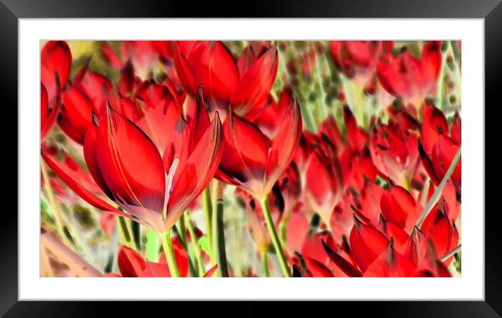 dreaming of tulips Framed Mounted Print by Heather Newton