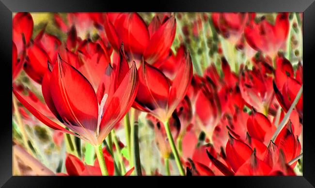 dreaming of tulips Framed Print by Heather Newton