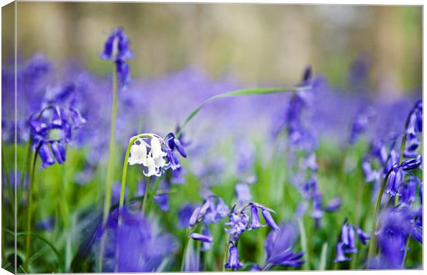 White Bluebell Canvas Print by Paul Macro