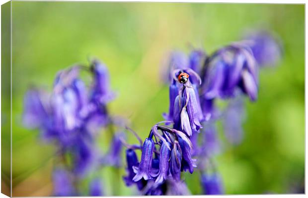 Ladybird and Bluebells Canvas Print by Paul Macro