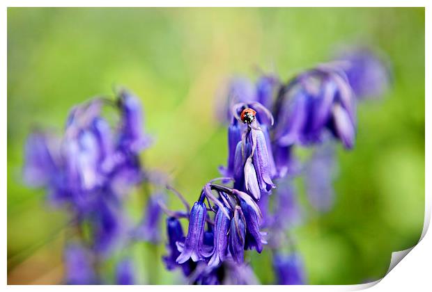 Ladybird and Bluebells Print by Paul Macro