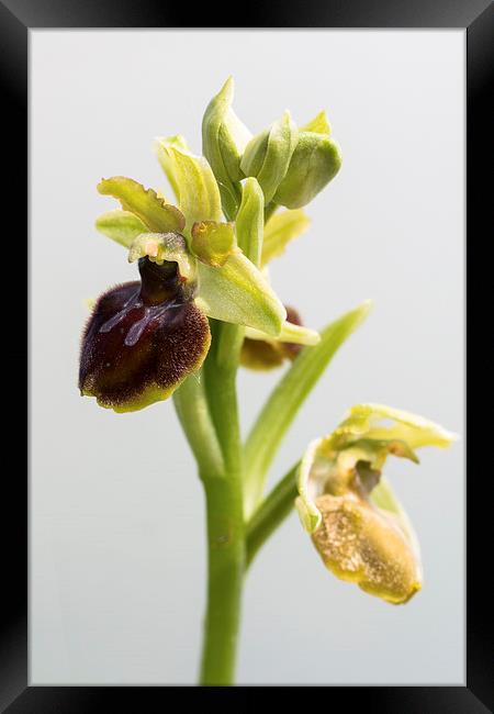 Early Spider Orchid Framed Print by Martin Collins