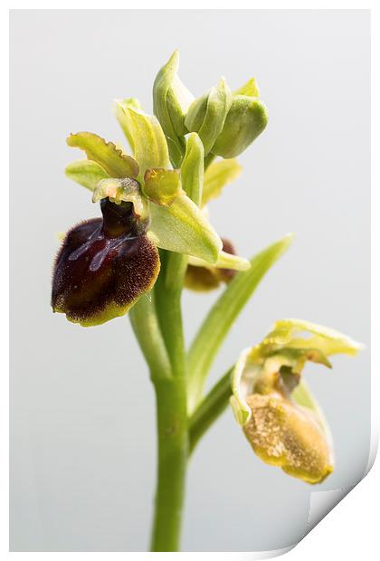 Early Spider Orchid Print by Martin Collins