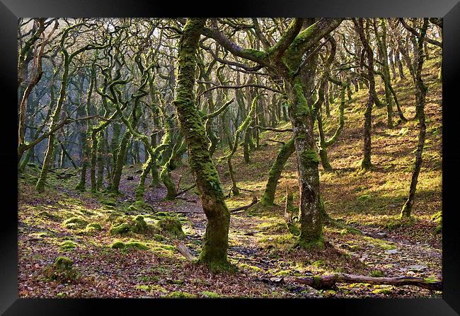 Woods near Badgeworthy Water Exmoor Framed Print by Pete Hemington