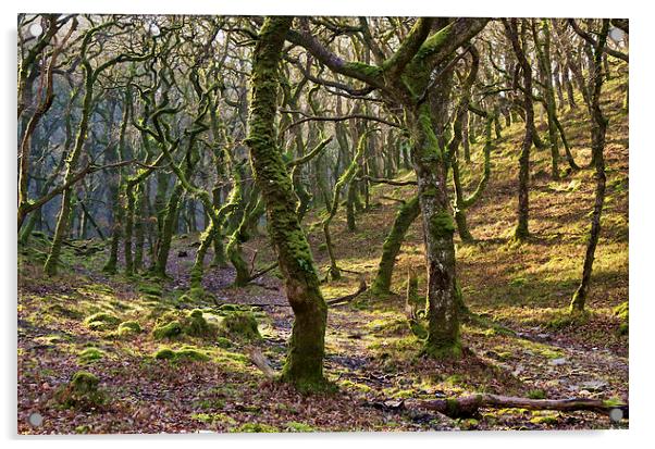 Woods near Badgeworthy Water Exmoor Acrylic by Pete Hemington