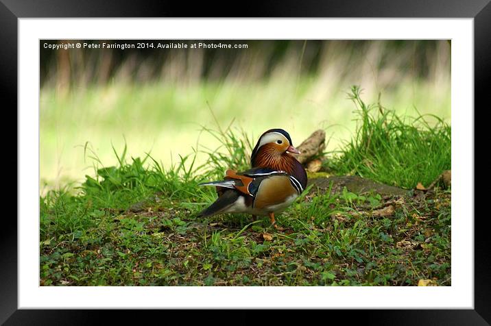 Duck In The Woods Framed Mounted Print by Peter Farrington