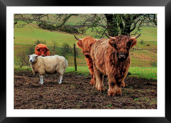 Threes Company, Ewes a Crowd Framed Mounted Print by Martin Parkinson