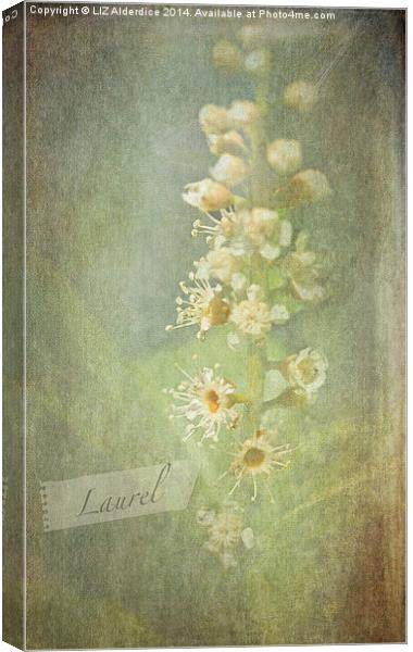 Laurel Canvas Print by LIZ Alderdice