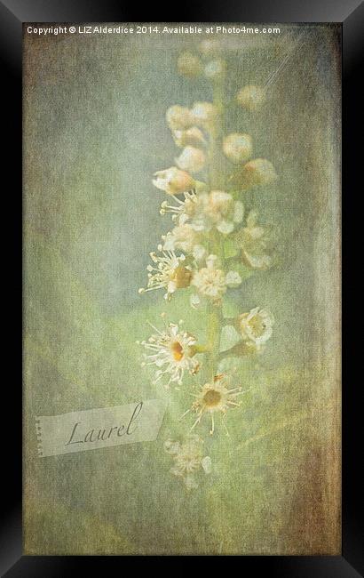 Laurel Framed Print by LIZ Alderdice