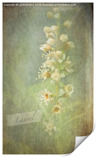 Laurel Print by LIZ Alderdice