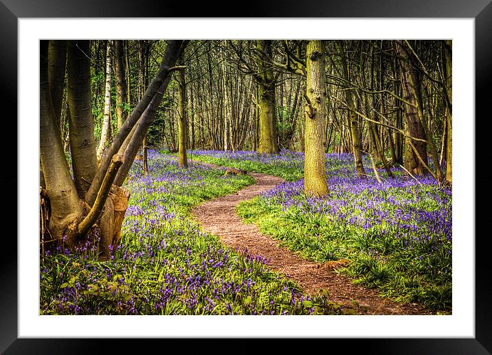 Bluebell Path All The Way Framed Mounted Print by matthew  mallett