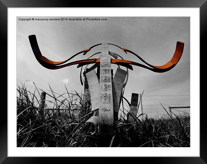 Metal bull Framed Mounted Print by macaulay sanders