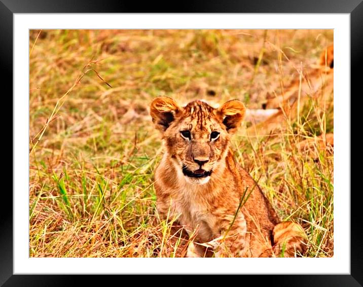 Lioncub Framed Mounted Print by Sarah Magee
