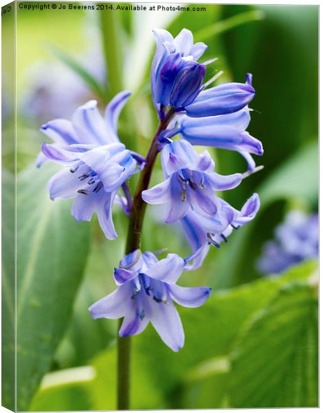 bluebell close up Canvas Print by Jo Beerens