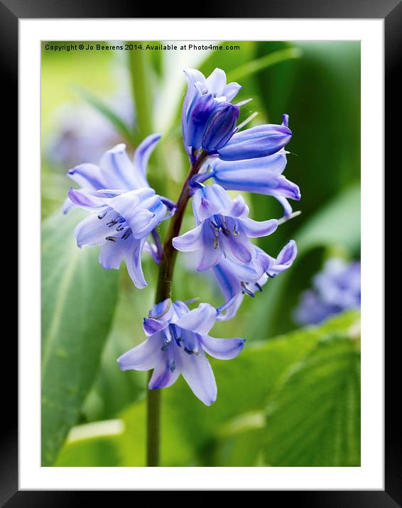 bluebell close up Framed Mounted Print by Jo Beerens