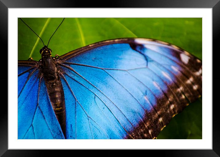 Blue Butterfly Framed Mounted Print by Kirsty Herring